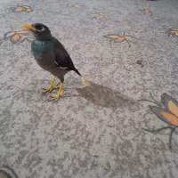 مرغ مینا