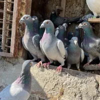 کبوتر|پرنده|مرودشت, ثبت احوال|دیوار