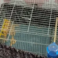 طوطی کوتوله یک عددویک جفت مرغ عشق با تخم|پرنده|شوش, |دیوار