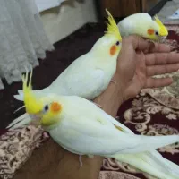 جوجه عروس هلندی