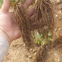 نشا توتوفرنگی|خدمات باغبانی و درختکاری|سنندج, |دیوار