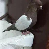 نرماده سرته سیاه وقهوی|پرنده|بروجرد, |دیوار