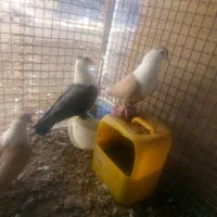 تعدادی کبوتر فروشی|پرنده|مود, |دیوار