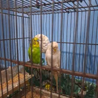 مرغ عشق|پرنده|ساری, |دیوار