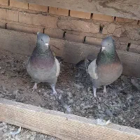 کبوتر|پرنده|بروجن, |دیوار