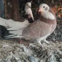 کبوتر پرشی|پرنده|مبارکه, |دیوار