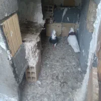 انواع کبوتر  طوقی