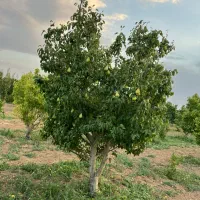 این آگهی رو رد نکن یه تیکه باغ بهشتی|فروش دفتر صنعتی، کشاورزی، تجاری|کرج, شهرک بنفشه|دیوار