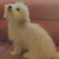 توله سگ|سگ|فولادشهر, B2|دیوار