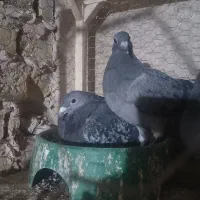 پرنده|پرنده|مشهد, طبرسی شمالی|دیوار