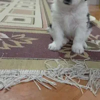 سگ پاکوتاه|سگ|شهریار, کهنز|دیوار