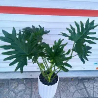 گل برگ انجیری فر|گل و گیاه طبیعی|کرج, گلشهر|دیوار