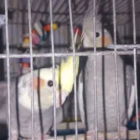 عروس هلندی نروماده