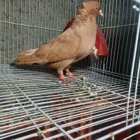 جفت زرد سرخ دم سفید روی جوجه|پرنده|گلبهار, نوبهار|دیوار