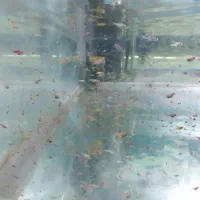 ماهیان زینتی سایز ریز