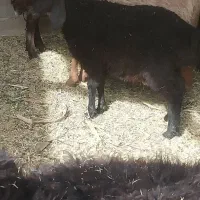 فروش گوسفند نژاد عالی|حیوانات مزرعه|نرماشیر, |دیوار