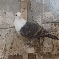 کربلایی ماده