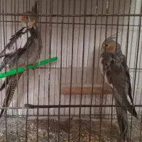 مرغ عشق|پرنده|گلبهار, شهر جدید گلبهار|دیوار