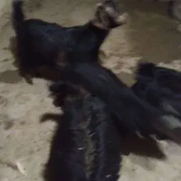 بزغاله ماده وشیرکن