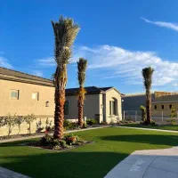 فروش نخل خرماوپاجوش جهت فضا سبز شهری ویلابلوارسازی