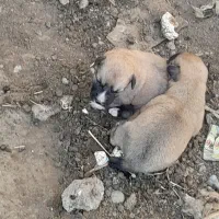 سگ کوته نژاددار|سگ|گنبد کاووس, |دیوار
