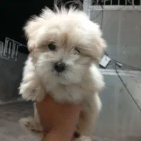 شیتزو|سگ|بم, |دیوار