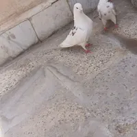 کفتر