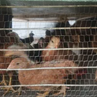 فروش جوجه گلین و جوجه محلی 2 ماهه