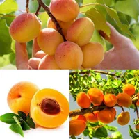 انبه خرمالو زغال‌اخته زالزالک زردآلو کیوی زیتون|خدمات باغبانی و درختکاری|سمنان, |دیوار