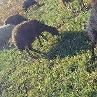 سه عدد میش و بره|حیوانات مزرعه|بروجرد, |دیوار