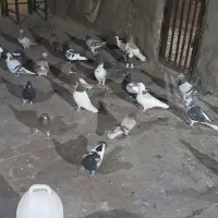 تعدادی گفتر رنگی