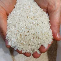 برنج هاشمی از خود کشاورز