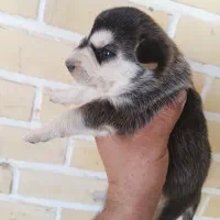 توله هاسکی عالی اماده برای آزمایشدادن|سگ|اردکان, |دیوار