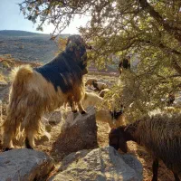 نر بز بختیاری اصیل