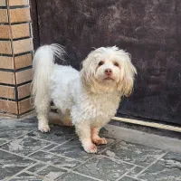 سگ گمشده 1403|حیوانات|ورامین, ورامین|دیوار