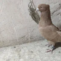 پشت.طوقی..زرد|پرنده|مشهد, هفت تیر (نه دره)|دیوار