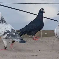 کبوتر کفتر سوسکی سبز سار گلی آلمانی مسافتی