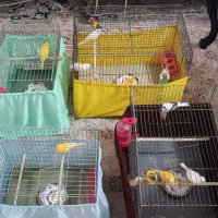 فروش ۸ عدد قناری و ماده آماده تخم گذاری|پرنده|اسلامشهر, مظفریه|دیوار