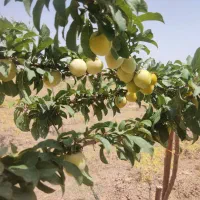 مشاوره  و راهنمایی جهت  خانه دار شدن|فروش آپارتمان|قم, ارم|دیوار