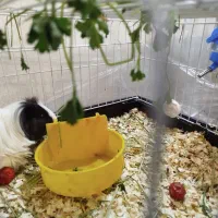 جفت خوکچه هندی بازیگوش نر و ماده سالم|موش و خرگوش|تهران, شهرک فردوس (حسینی)|دیوار