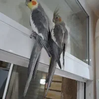 یه جفت عروس هلندی خوشگل و بازیگوش|پرنده|اصفهان, مهدی آباد|دیوار