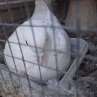 کبوتر پاپری|پرنده|اصفهان, جاوان|دیوار