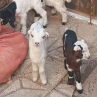 بزغاله شیری چهارعدد سالم