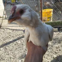 نیمچه مرغ گلین زیر مرغی|حیوانات مزرعه|کرج, شهرک جهان‌نما|دیوار