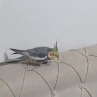 جفت عروس هلندی تخم جوجه ای