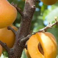 توزیع و فروش نهال زردآلو انبه ای|خدمات باغبانی و درختکاری|ایوان, |دیوار