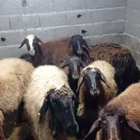 گوسفند ماده