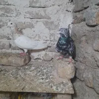کبوتر|پرنده|قوچان, |دیوار