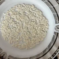 برنج هاشمی درجه 1محصول 1404خوش عطروخوش طعم|خوردنی و آشامیدنی|لاهیجان, کوی زمانی|دیوار