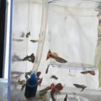 ماهی گوپی نر|ماهی|بناب, |دیوار